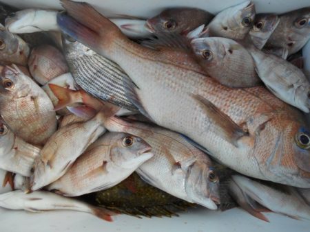 こかわ渡船　雅丸 釣果