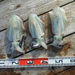 こかわ渡船　雅丸 釣果