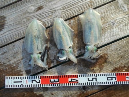 こかわ渡船　雅丸 釣果