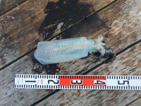 こかわ渡船　雅丸 釣果