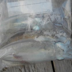 こかわ渡船　雅丸 釣果