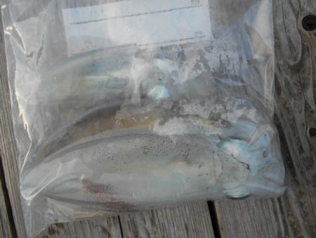 こかわ渡船　雅丸 釣果