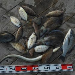 こかわ渡船　雅丸 釣果