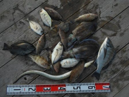 こかわ渡船　雅丸 釣果