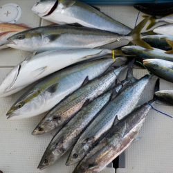 ＨＡＲＵＫＡ丸　はるかまる 釣果