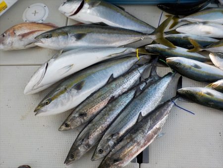 ＨＡＲＵＫＡ丸　はるかまる 釣果