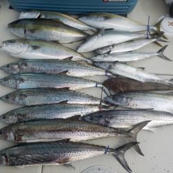 HARUKA丸 はるかまる 釣果