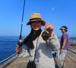 鹿島港魚釣園 釣果