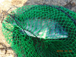 鹿島港魚釣園 釣果