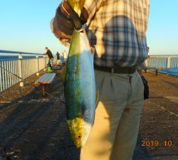鹿島港魚釣園 釣果