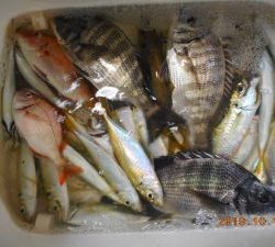 鹿島港魚釣園 釣果