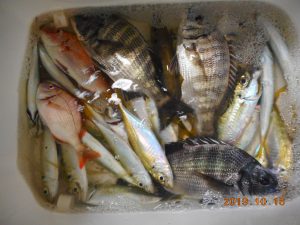 鹿島港魚釣園 釣果