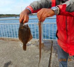 鹿島港魚釣園 釣果