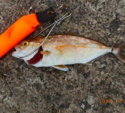 鹿島港魚釣園 釣果