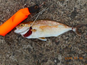 鹿島港魚釣園 釣果
