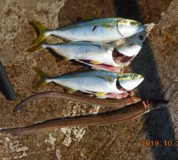 鹿島港魚釣園 釣果