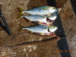 鹿島港魚釣園 釣果