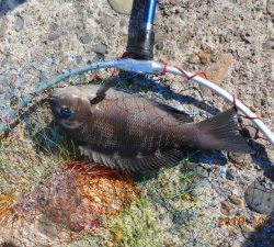 鹿島港魚釣園 釣果