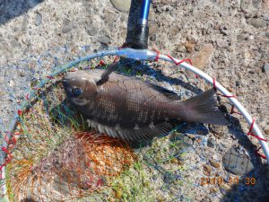鹿島港魚釣園 釣果