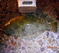 鹿島港魚釣園 釣果