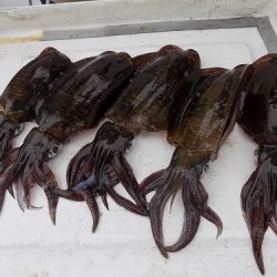 フィッシングボート空風(そらかぜ) 釣果