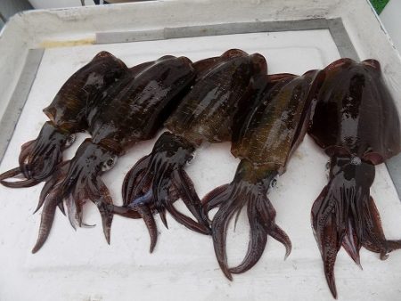 フィッシングボート空風（そらかぜ） 釣果