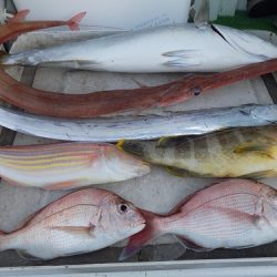 フィッシングボート空風(そらかぜ) 釣果