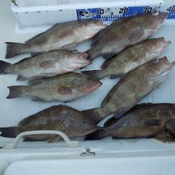 フィッシングボート空風(そらかぜ) 釣果