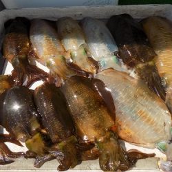 フィッシングボート空風(そらかぜ) 釣果