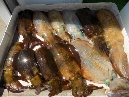 フィッシングボート空風(そらかぜ) 釣果