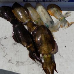 フィッシングボート空風(そらかぜ) 釣果