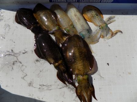 フィッシングボート空風（そらかぜ） 釣果