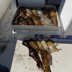 フィッシングボート空風(そらかぜ) 釣果