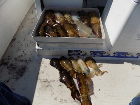 フィッシングボート空風(そらかぜ) 釣果