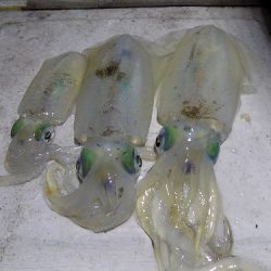 フィッシングボート空風(そらかぜ) 釣果