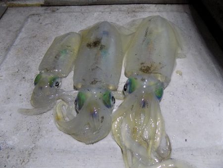 フィッシングボート空風(そらかぜ) 釣果