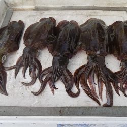 フィッシングボート空風(そらかぜ) 釣果