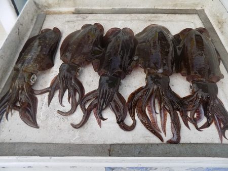 フィッシングボート空風(そらかぜ) 釣果