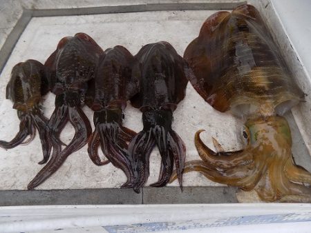 フィッシングボート空風(そらかぜ) 釣果