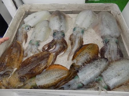 フィッシングボート空風(そらかぜ) 釣果