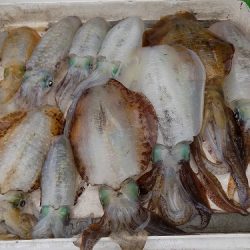 フィッシングボート空風(そらかぜ) 釣果