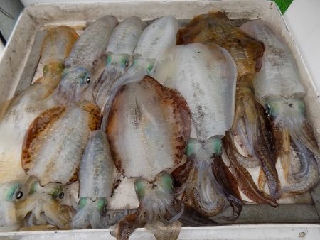 フィッシングボート空風(そらかぜ) 釣果