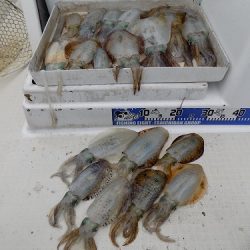 フィッシングボート空風(そらかぜ) 釣果