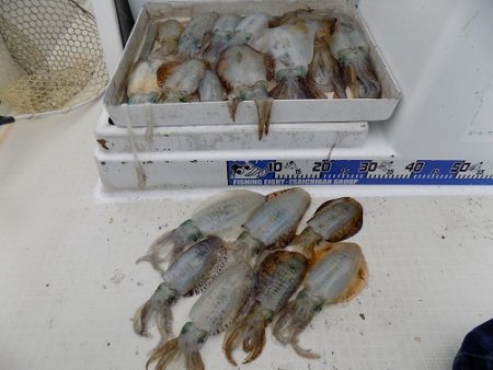 フィッシングボート空風(そらかぜ) 釣果