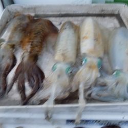 フィッシングボート空風(そらかぜ) 釣果