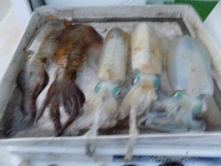 フィッシングボート空風(そらかぜ) 釣果