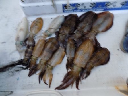 フィッシングボート空風(そらかぜ) 釣果