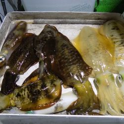 フィッシングボート空風(そらかぜ) 釣果