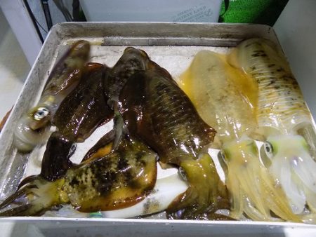 フィッシングボート空風(そらかぜ) 釣果