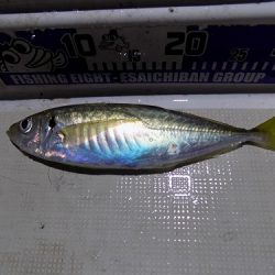 フィッシングボート空風(そらかぜ) 釣果